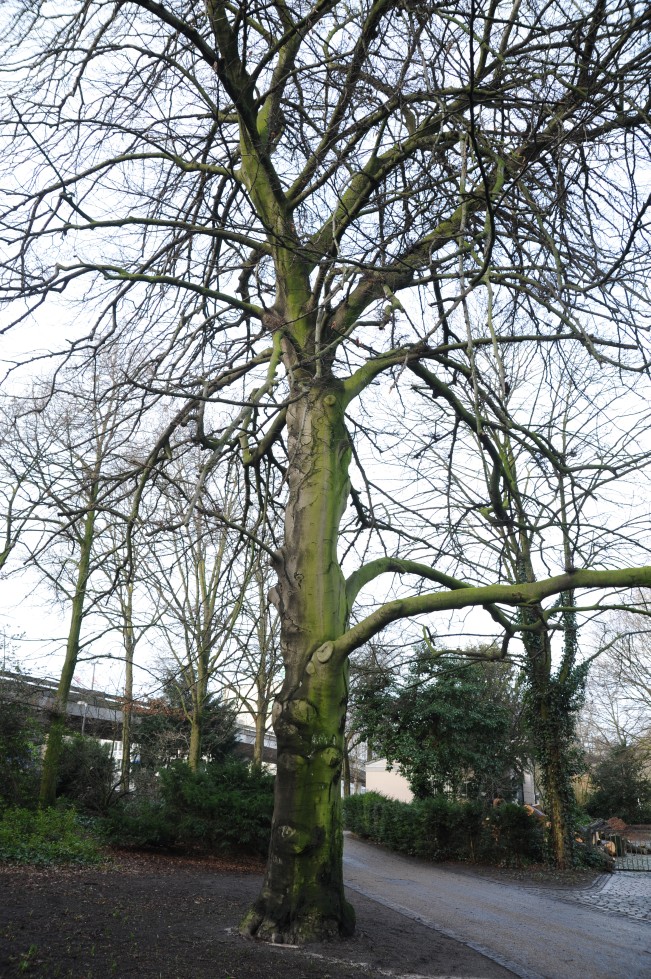 'Asplenifolia' Fagus sylvatica