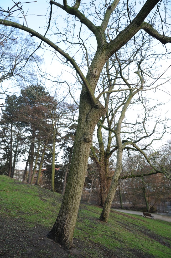 ailantifolia Juglans