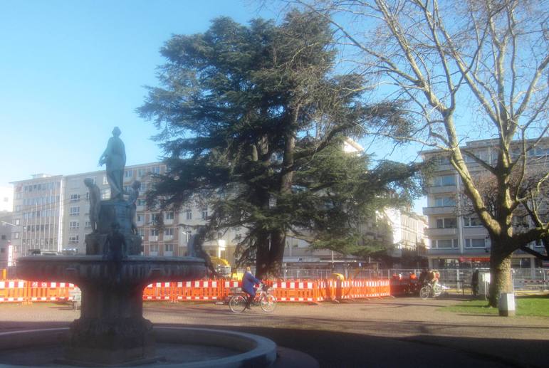 Cedrus libani - Karlsruhe