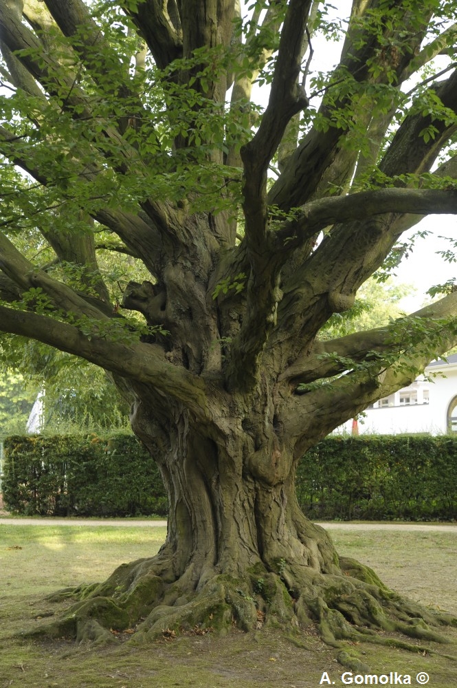 betulus Carpinus