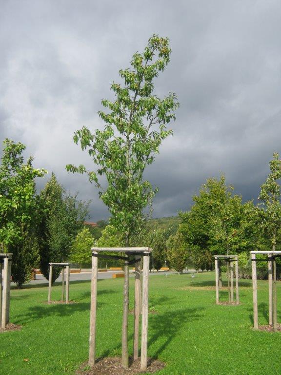 dulcis Prunus Sorte unbestimmt