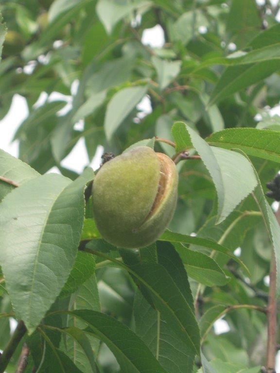Prunus dulcis - Gera - Hofwiesenpark