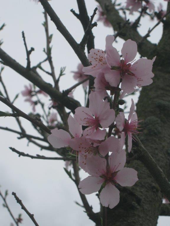 Prunus dulcis - Gera - Hofwiesenpark