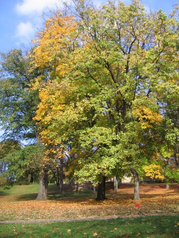 'Leopoldii' Acer pseudoplatanus