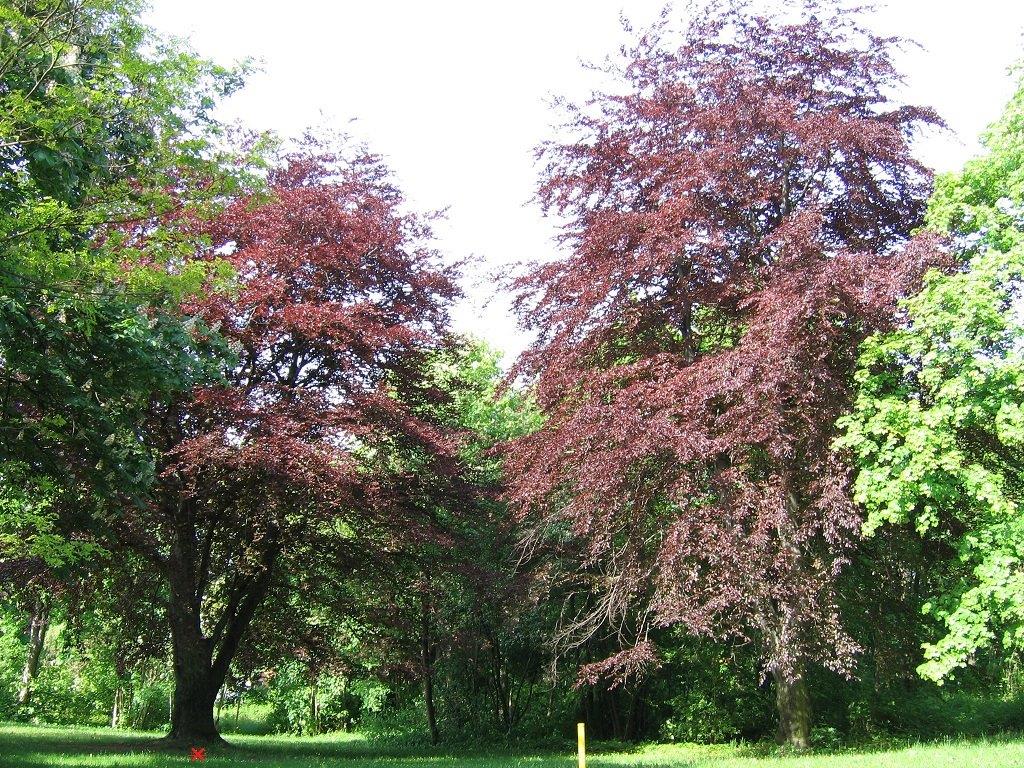 Atropurpurea-Gruppe Fagus sylvatica