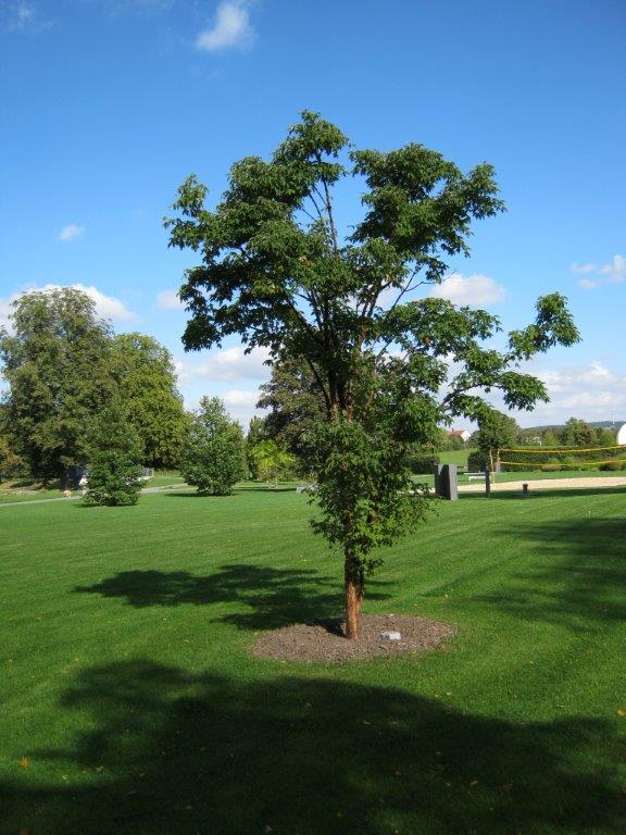 Acer griseum