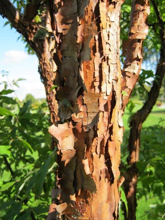 Acer griseum - Gera