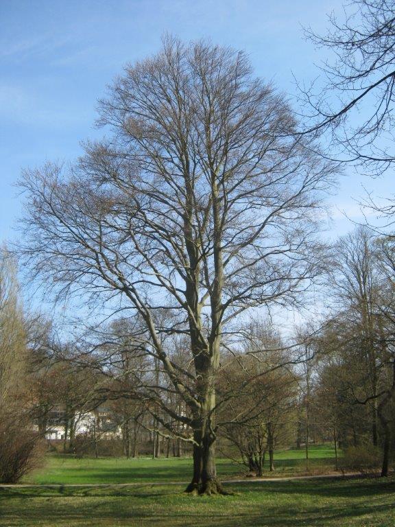 Atropurpurea-Gruppe Fagus sylvatica