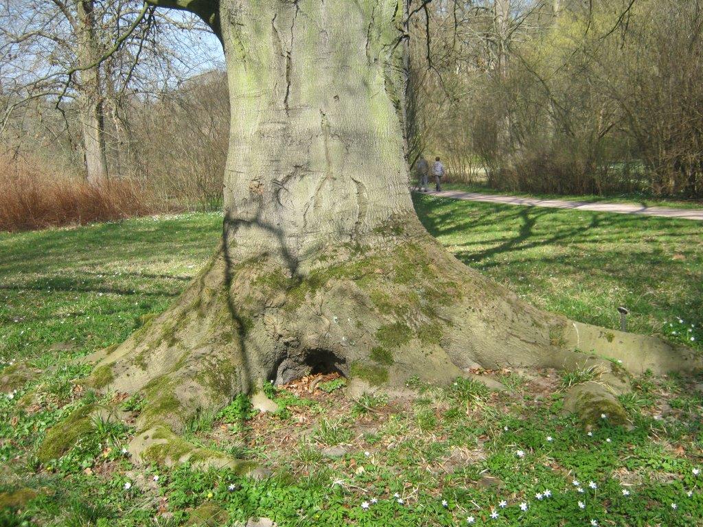 Blut-Buche - Greizer Park - 2014