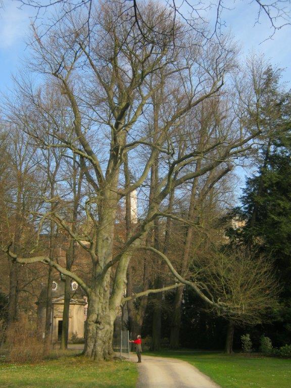 Fagus sylvatica
