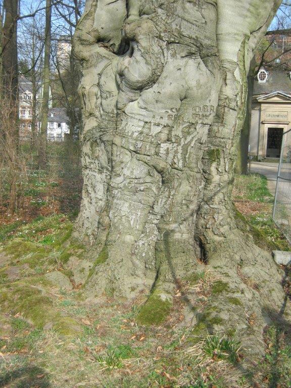 Rotbuche - Greizer Park - 2014