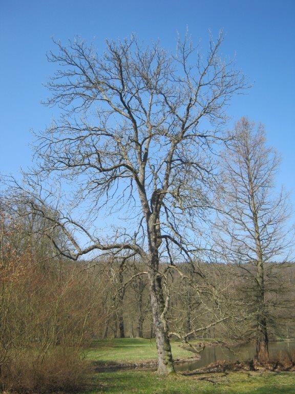 acuminata Magnolia