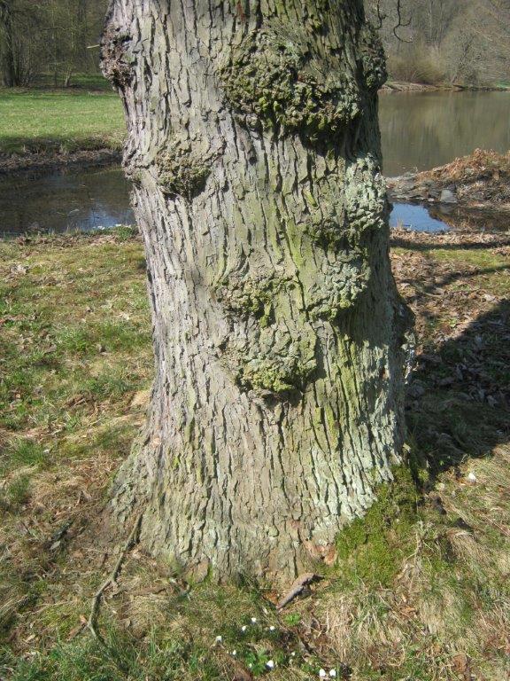 Gurken-Magnolie - Greizer Park - 2014