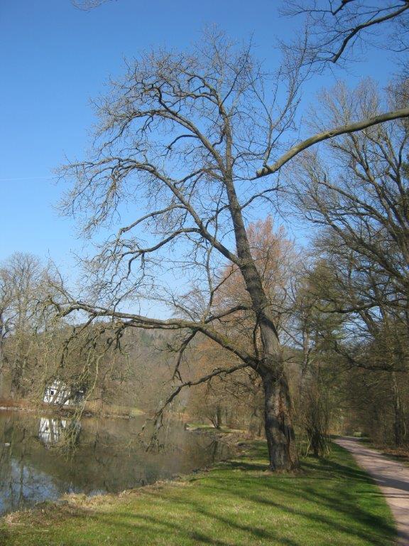 frainetto Quercus