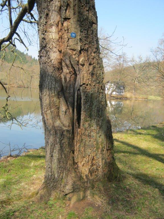 Ungarische Eiche - Greizer Park - 2014