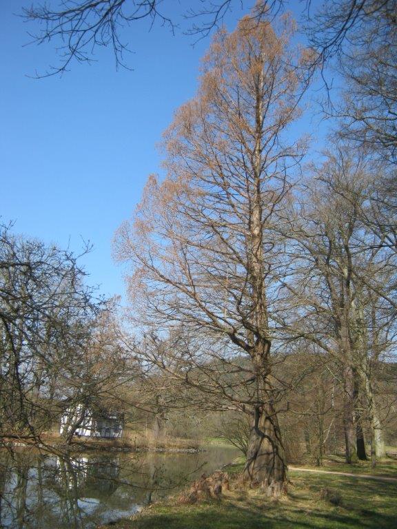 distichum Taxodium