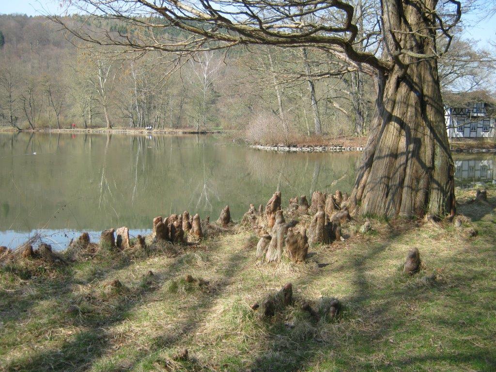 Sumpfzypresse - Greizer Park - 2014