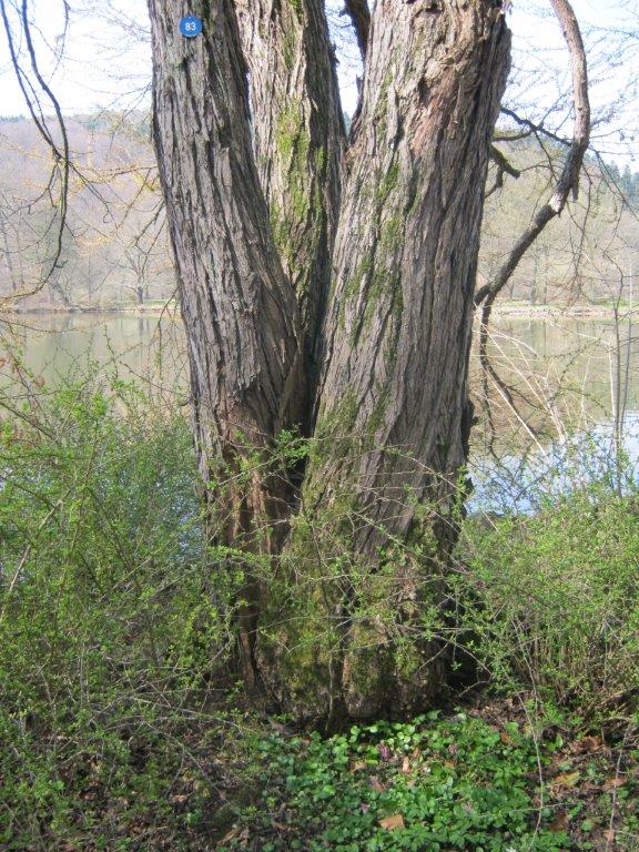 Cercidiphyllum japonicum