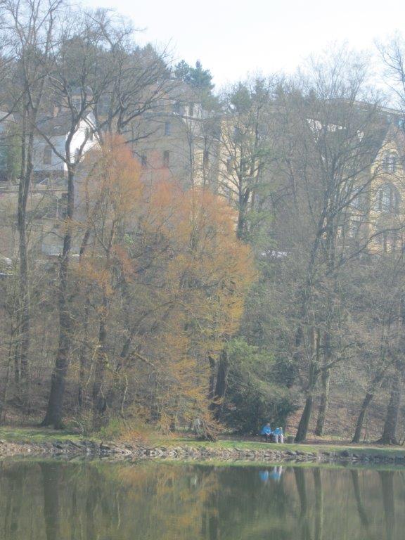 Kuchenbaum - Greizer Park - 2014