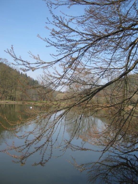 Kuchenbaum - Greizer Park - 2014