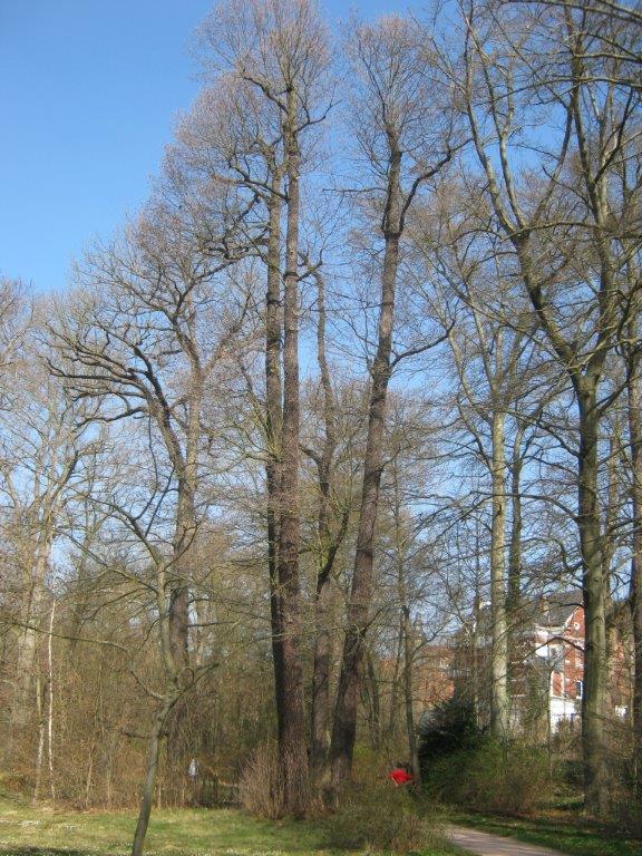Alnus glutinosa