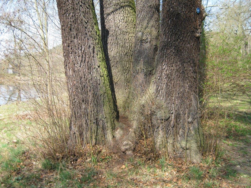 Erle - Greizer Park - 2014