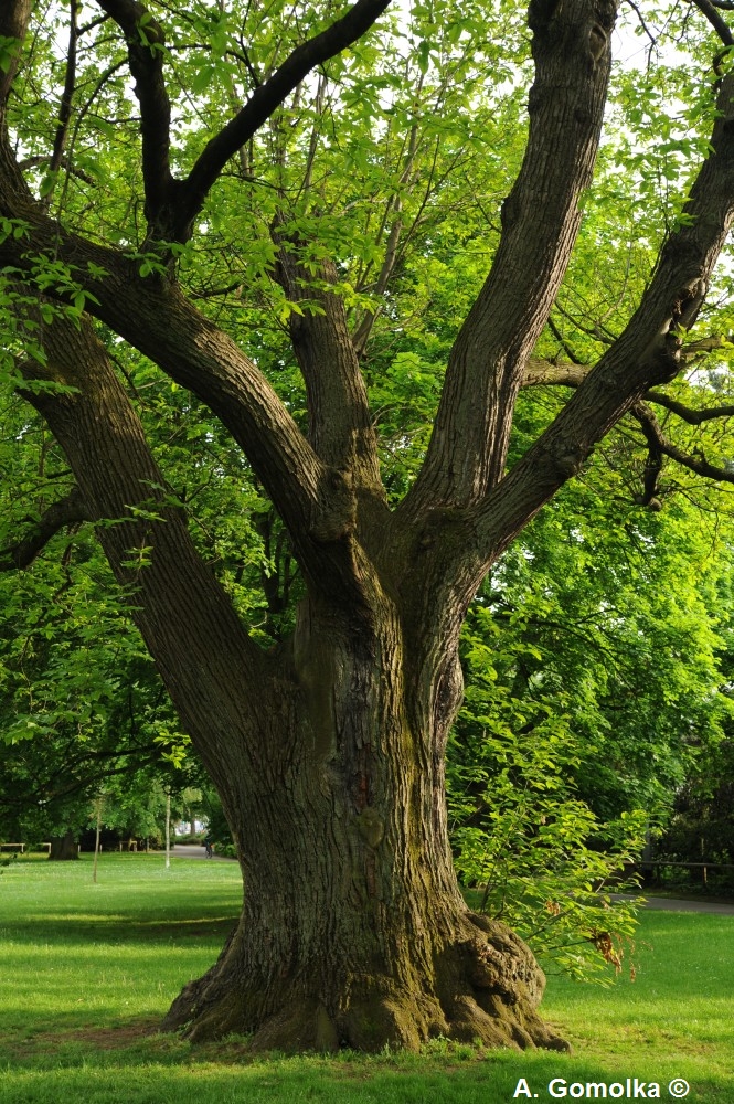 Castanea sativa