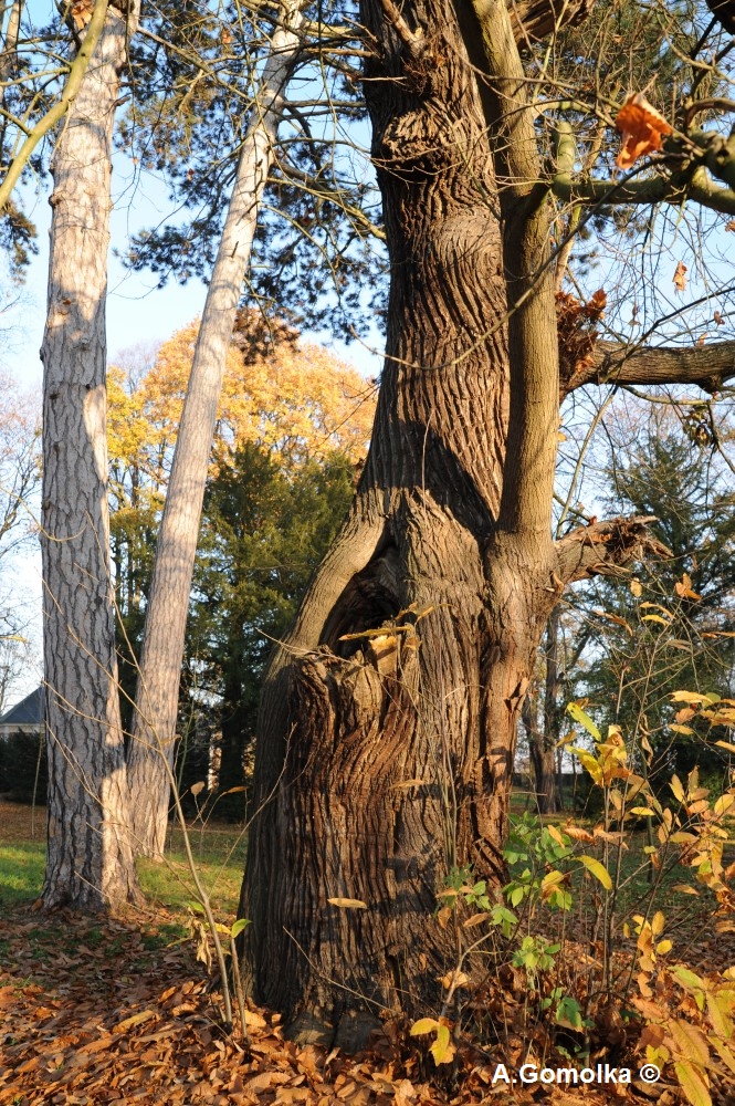 Castanea sativa