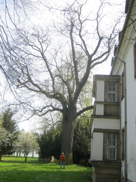 excelsior Fraxinus