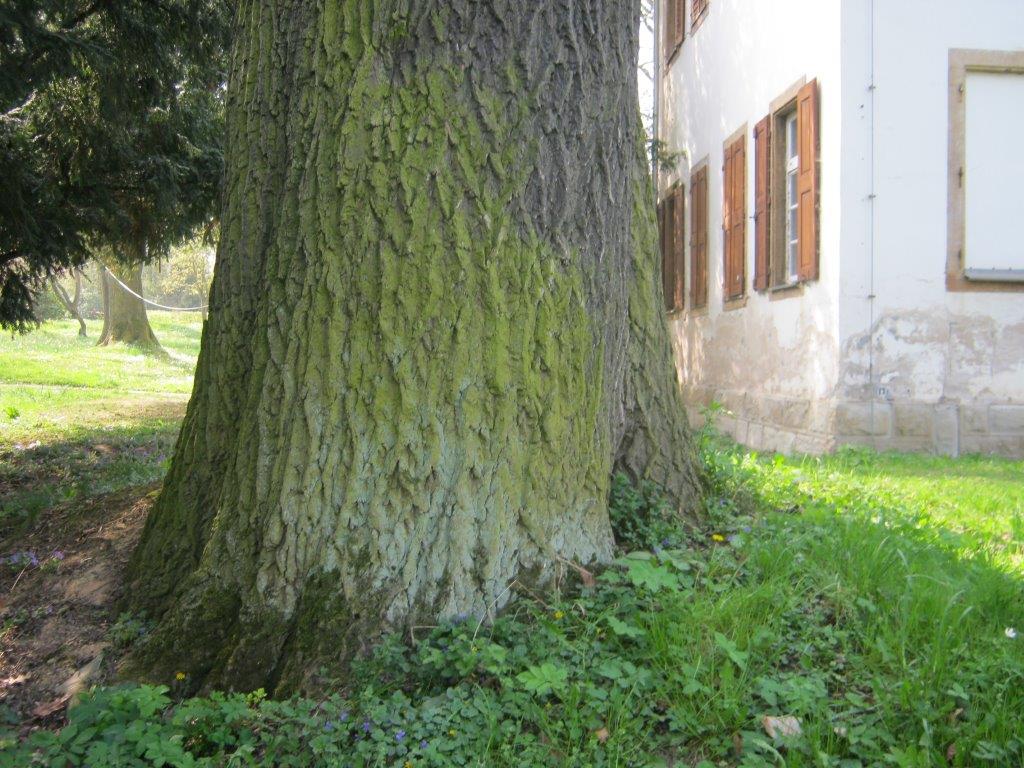 Fraxinus excelsior - Tannenfeld, Gutspark - 2014