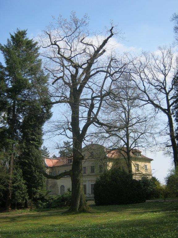 Quercus rubra