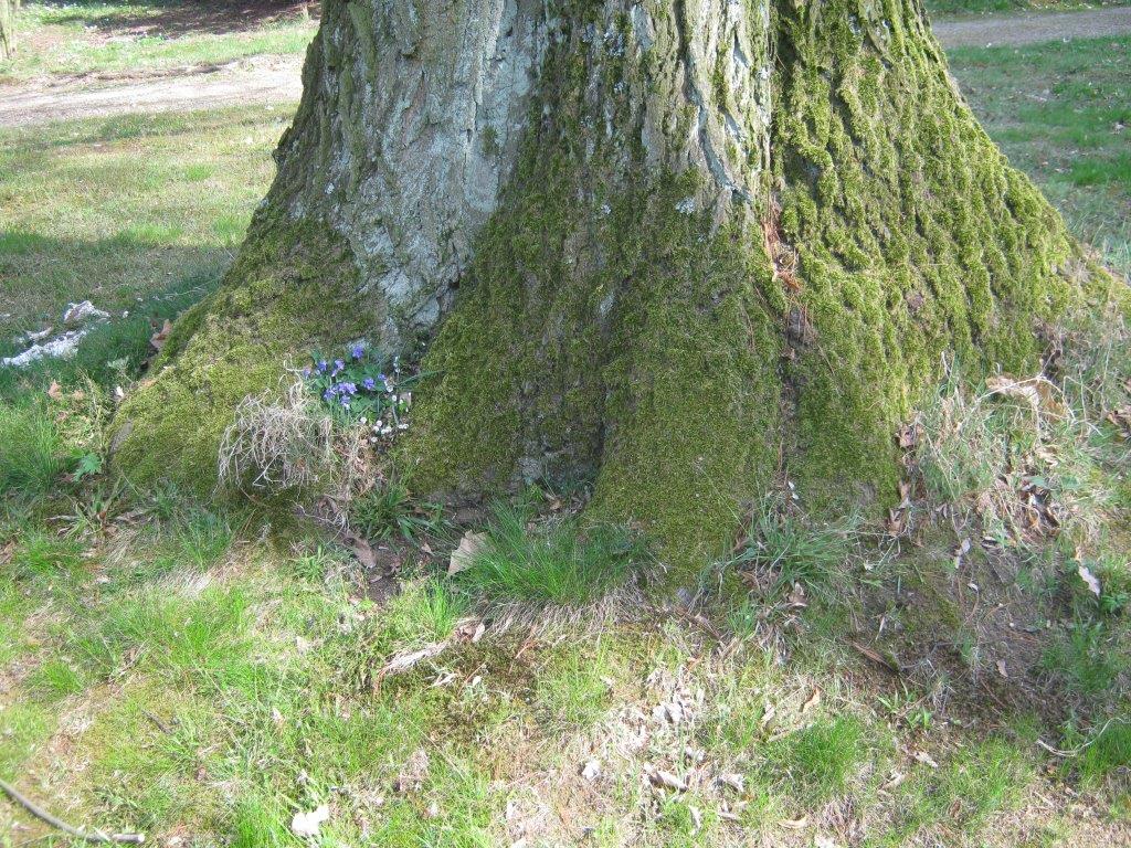 Quercus rubra - Tannenfeld, Gutspark - 2014