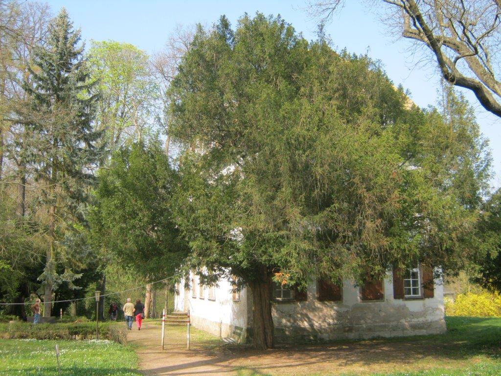baccata Taxus