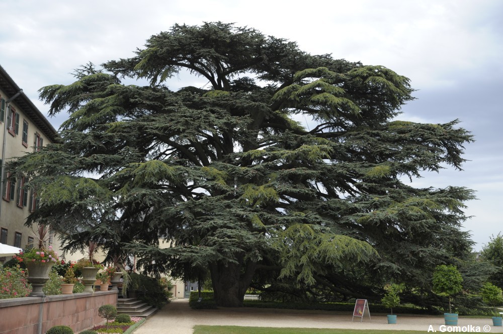 Cedrus libani
