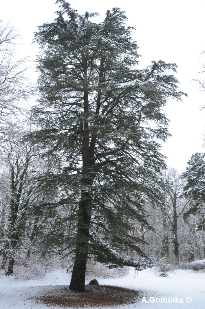 Cedrus libani