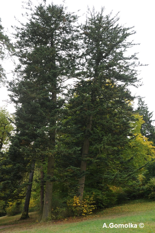 Abies homolepis