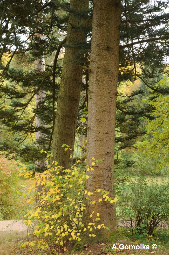 Abies homolepis - Weimar - 2012