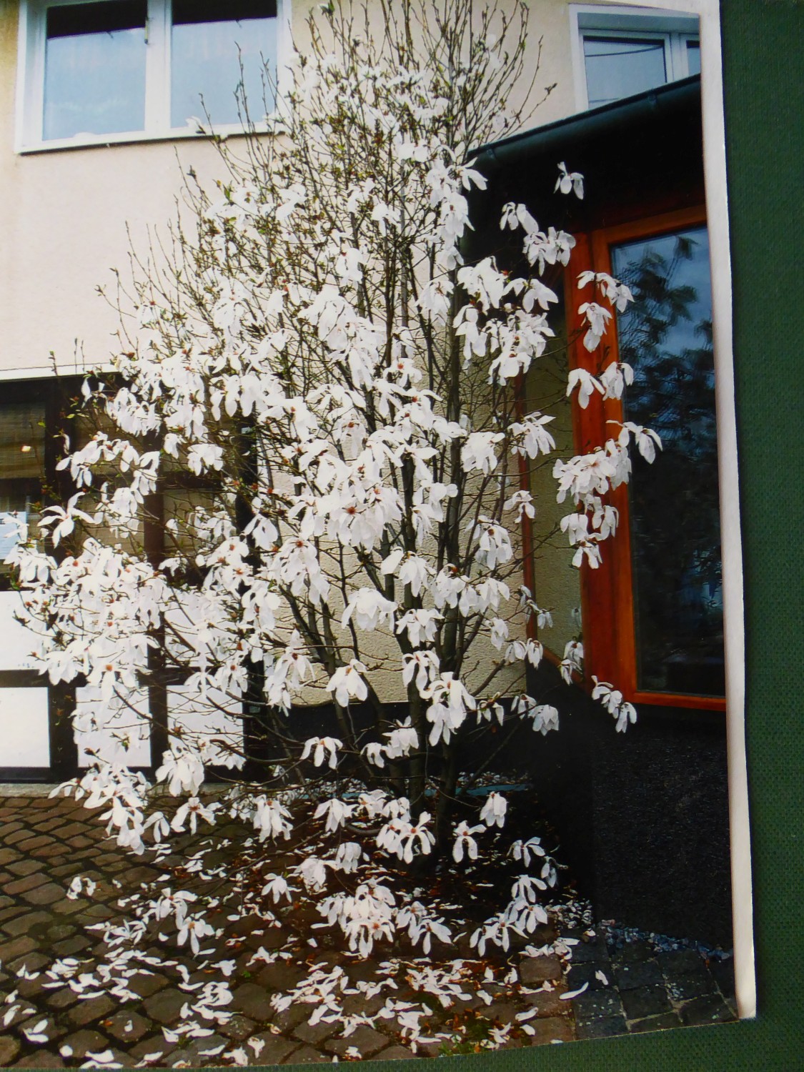 Magnolia × kewensis 'Wada's Memory' - Chemnitz - 2019