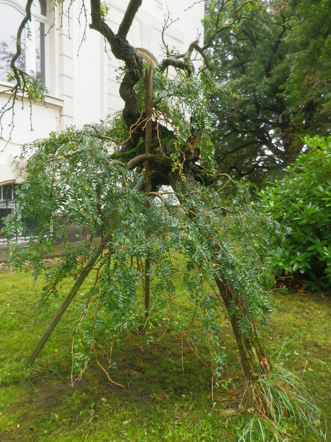 Caragana arborecens 'Pendula - Löbau - 2014