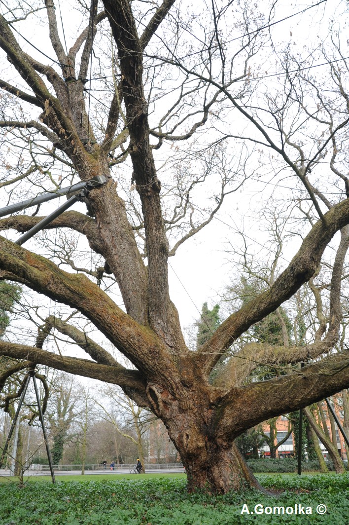 colurna Corylus