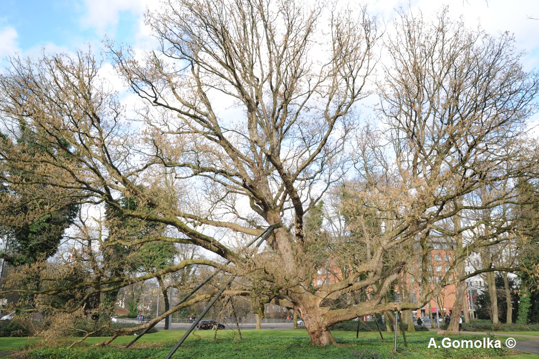 Corylus colurna - Bremen, Wallanlagen - Februar 2014