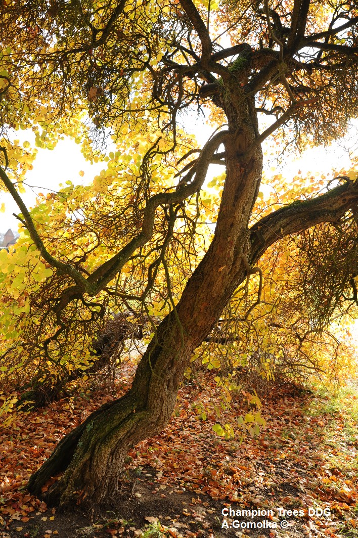 Cotinus coggygria - Ludwigslust - Herbst 2012