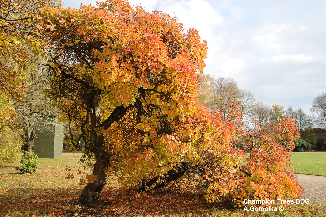 Cotinus coggygria - Ludwigslust - Herbst 2012