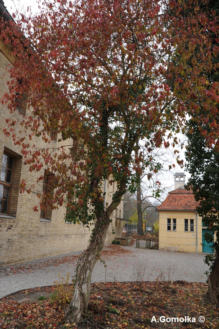 Pfaffenhütchen - Potsdam - November 2013