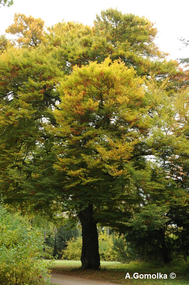 'Asplenifolia' Fagus sylvatica