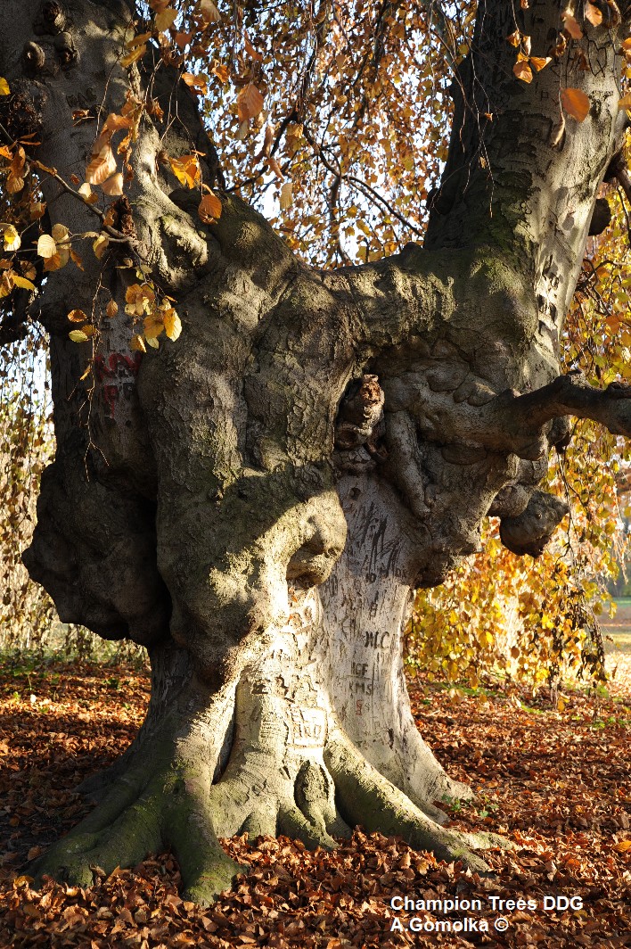 Hängebuche - Potsdam - Herbst 2012