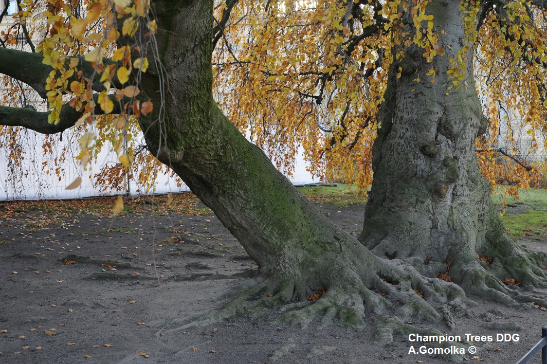 'Pendula' Fagus sylvatica