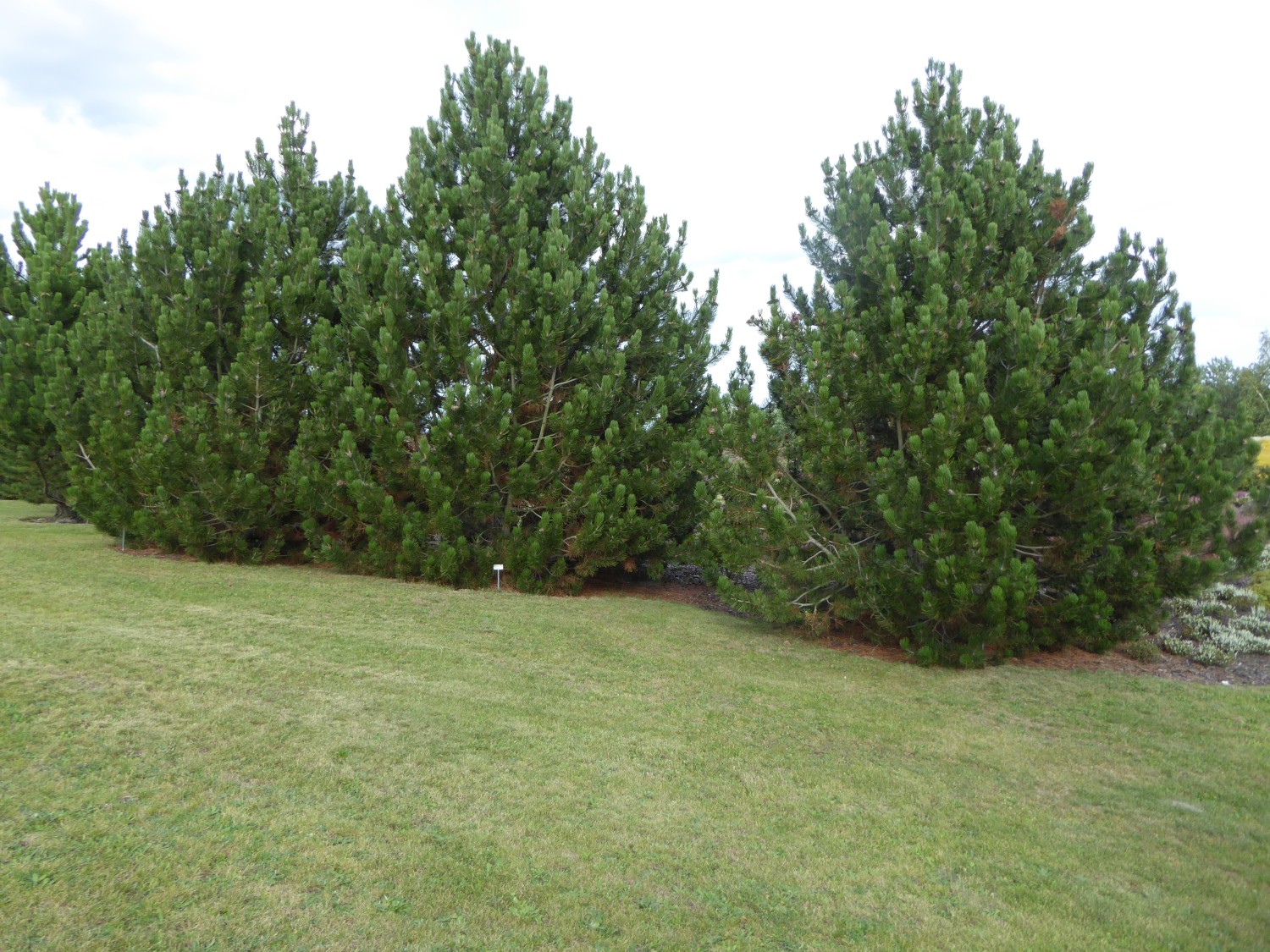 'Satelit' heldreichii Pinus