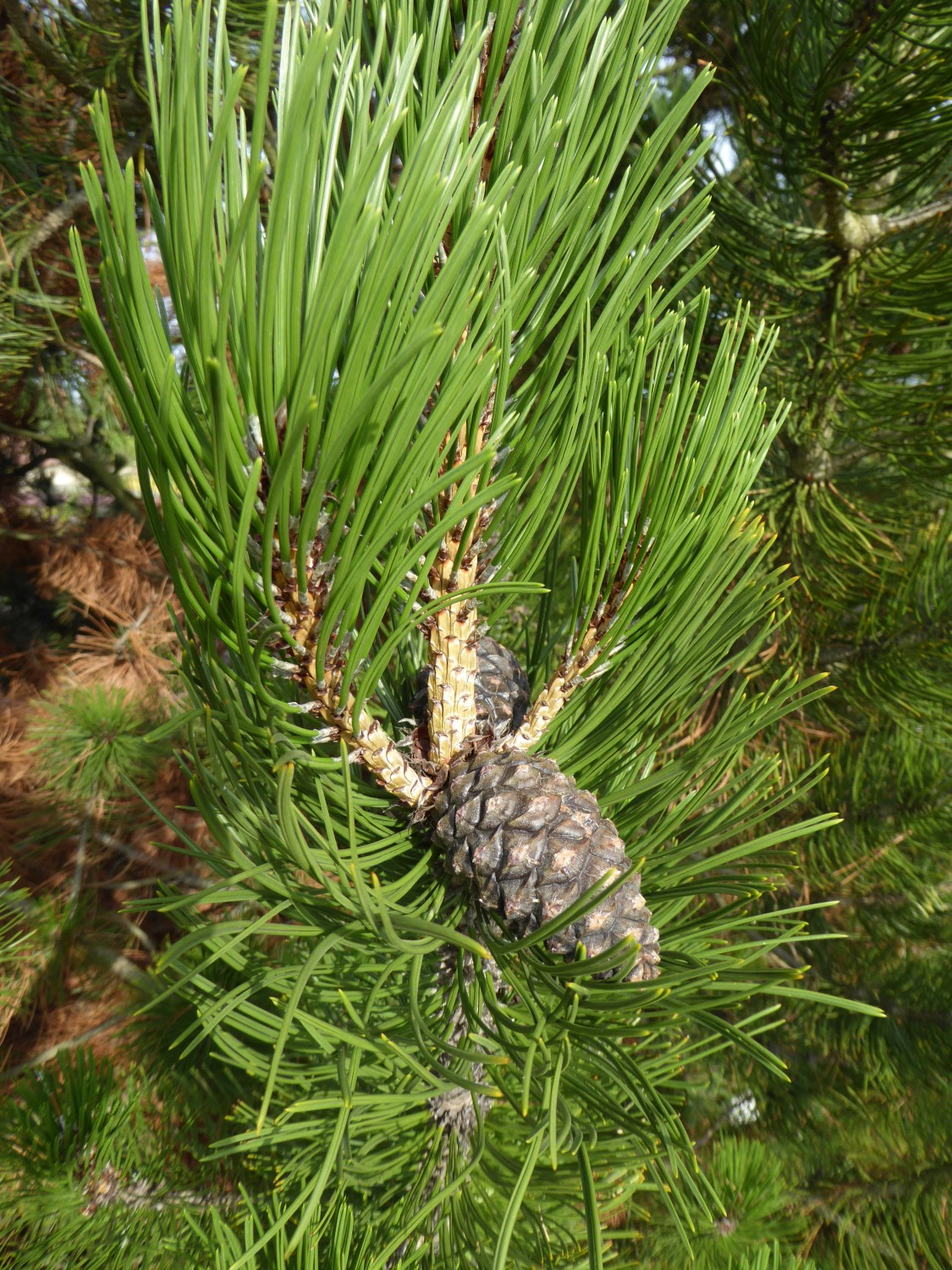 Pinus heldreichii 'Satelit' - Nochten - 2016