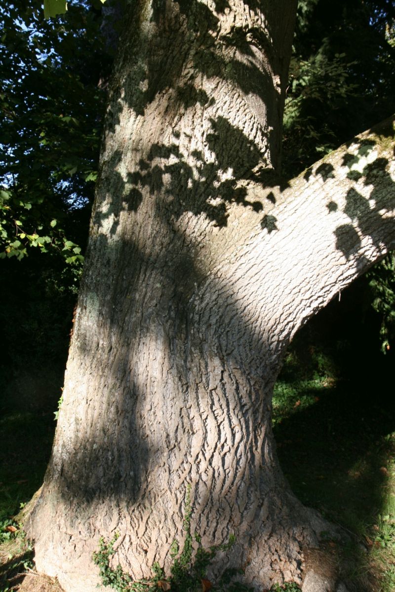 Stammfuß
